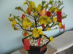 The Hoa Mai tree (Ochra Flower) for Tet at the hotel where they stayed.