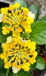 lantana blooms closeup