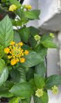 lantanas aug 3