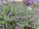 lavender blooms 3