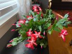 holiday cactus 10