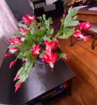 holiday cactus 11