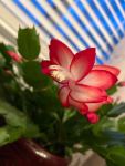 holiday cactus 13