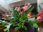 holiday cactus 5