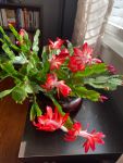 holiday cactus 7