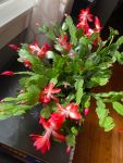 holiday cactus 8
