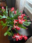 holiday cactus 9